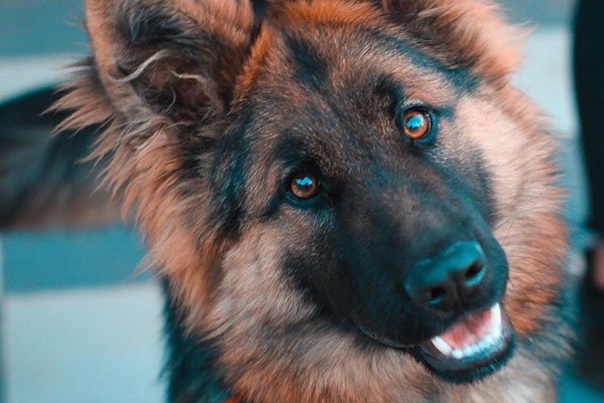 Behavior & Aggression